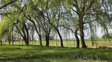 Bahar mevsiminde ağlayan söğütlerin huzurlu güzelliğinin tadını çıkar..