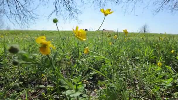 Közelkép Tavaszi Fűben Virágzó Kis Sárga Virágokról Tökéletes Természet Tavasz — Stock videók