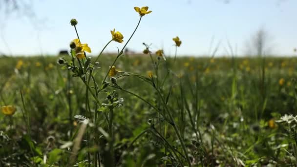 Zbliżenie Obraz Małych Żółtych Kwiatów Kwitnących Wiosennej Trawie Idealny Dla — Wideo stockowe
