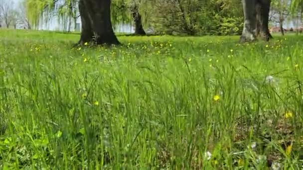 这张巨幅的照片捕捉到了春天的真谛 它生机勃勃的色彩和鲜草的令人联想起的景象 — 图库视频影像
