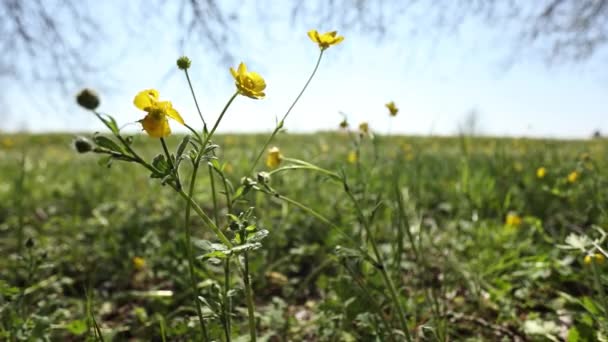 春の草に咲く小さな黄色い花のクローズアップ画像 園芸のテーマに最適です — ストック動画