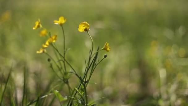 Κοντινή Εικόνα Μικρών Κίτρινων Λουλουδιών Που Ανθίζουν Στο Γρασίδι Της — Αρχείο Βίντεο