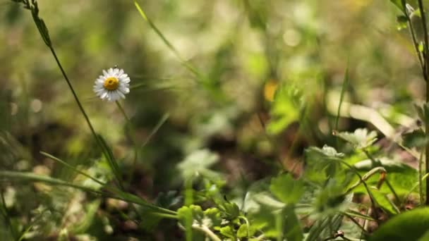 新鮮な春草のベッドの上に一つのデイジーの花が目立ちます 美しさのテーマに最適 — ストック動画