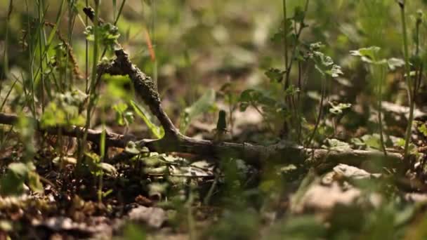 Canlı Yeşil Çimlerin Üzerinde Duran Taze Bir Bahar Dalı Doğa — Stok video