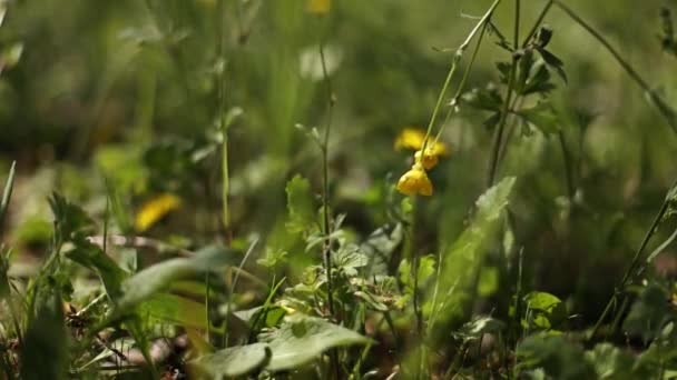 Close Image Small Yellow Flowers Blooming Spring Grass Perfect Nature — Stock Video