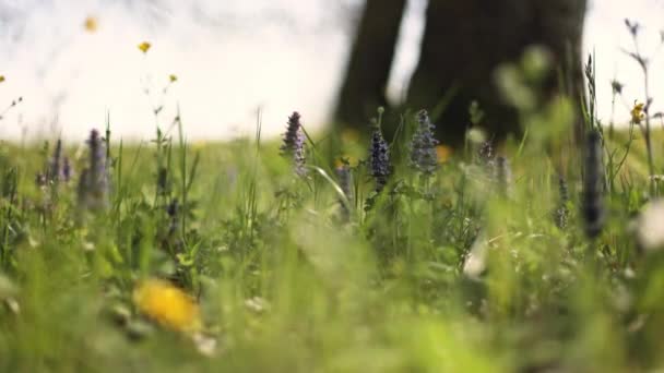 这个宏观视频以其生机勃勃的色彩和鲜草的生动形象捕捉了春天的本质 — 图库视频影像