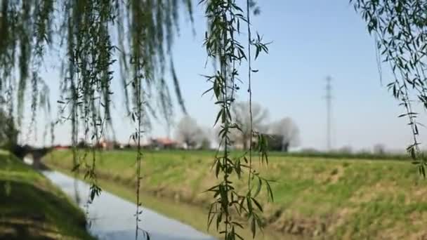 Enjoy Peaceful Beauty Weeping Willows Springtime Glory — Stock Video