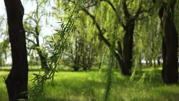 Bahar Mevsiminde Ağlayan Söğütlerin Huzurlu Güzelliğinin Tadını Çıkar — Stok video