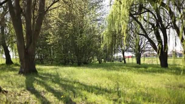 Spokojny Malowniczy Park Wiosną Pięknymi Płaczącymi Wierzbami Tętniącymi Życiem Kwiatami — Wideo stockowe