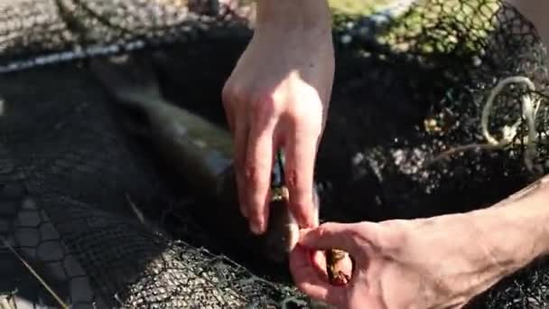 熟練した漁師が安心して魚の口からフックを削除見て — ストック動画