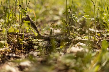 Canlı yeşil çimlerin üzerinde duran taze bir bahar dalı. Doğa, ilkbahar ve çevre temaları için ideal.