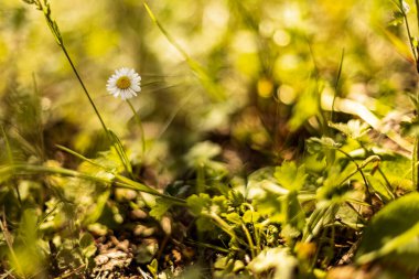 Tek bir papatya çiçeği taze bahar çimenlerinden bir yatağın üzerinde duruyor. Bahar, doğa ve güzellik temaları için mükemmel..