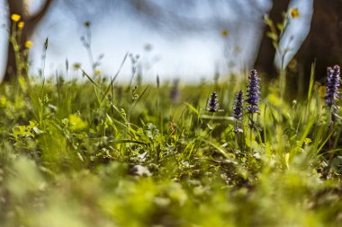 Bu makro fotoğraf, canlı renkleri ve taze otların canlandırıcı görüntüleriyle baharın özünü yakalar..