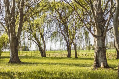 Ağlayan söğüt ağacı grubunun bir fotoğrafı, dalları suya doğru sarkmış.