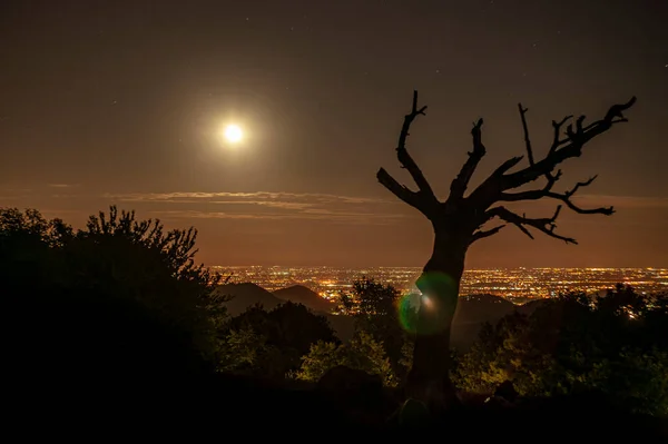 美丽的全景映入眼帘的是一座坐落在山谷中的城市 在星空的映衬下 它的前景是一棵贫瘠的树 — 图库照片