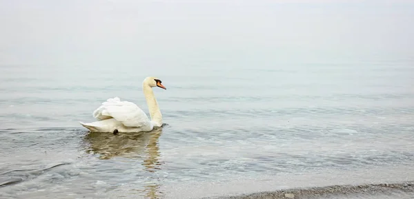 Cisne Branco Sereno Majestoso Nadando Graciosamente Lago Nebuloso Tranquilo Cercado — Fotografia de Stock