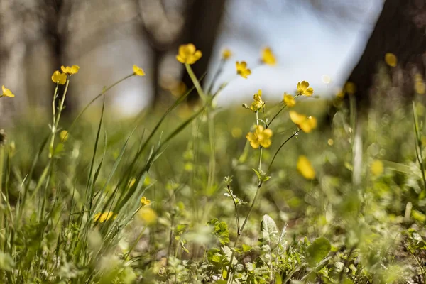 Nahaufnahme Von Kleinen Gelben Blumen Die Frühlingsgras Blühen Perfekt Für — Stockfoto