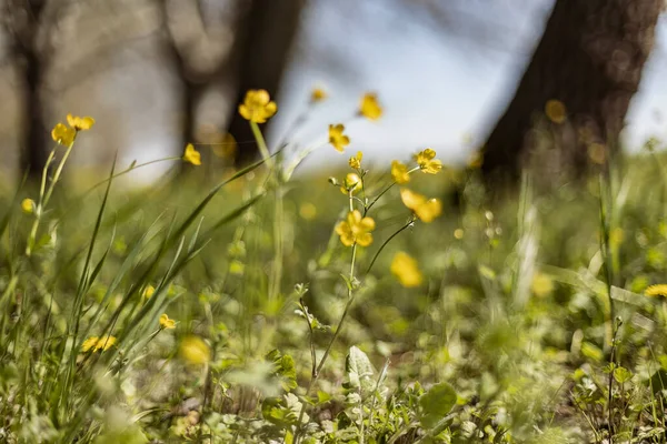 Κοντινή Εικόνα Μικρών Κίτρινων Λουλουδιών Που Ανθίζουν Στο Γρασίδι Της — Φωτογραφία Αρχείου