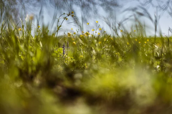 Dieses Makrofoto Fängt Die Essenz Des Frühlings Mit Seinen Lebendigen — Stockfoto