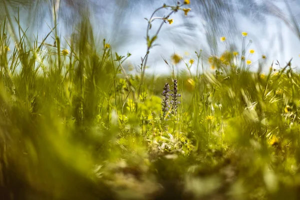 Dieses Makrofoto Fängt Die Essenz Des Frühlings Mit Seinen Leuchtenden — Stockfoto