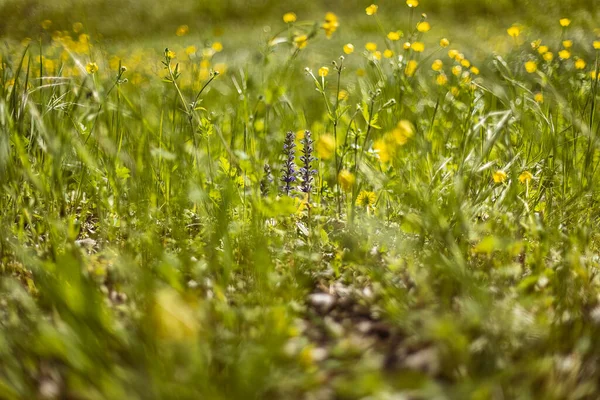 Esta Macro Fotografía Captura Esencia Primavera Con Sus Colores Vibrantes — Foto de Stock
