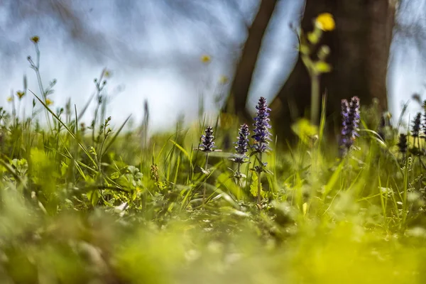 Esta Fotografia Macro Capta Essência Primavera Com Suas Cores Vibrantes — Fotografia de Stock