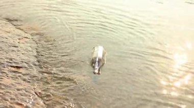 Genç bir adam içinde bir mesaj olan bir şişe bulur ve bir gizemi açığa çıkarır.