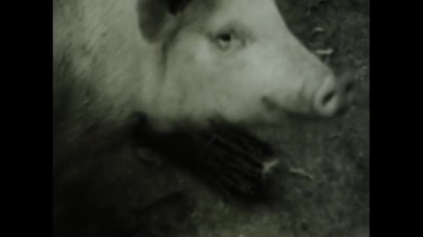 意大利那不勒斯 1968年6月 用这个古老的镜头仔细看看猪的特征 — 图库视频影像