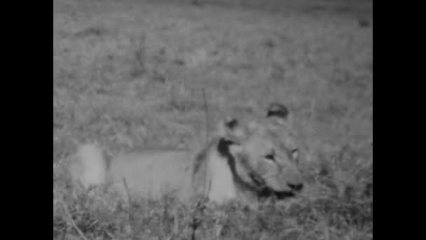 Mombasa Kenya June 1977 Rare Black White Footage Lioness Devouring — Stock Video