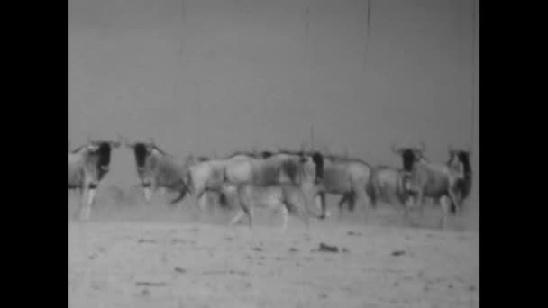 Mombasa Kenia Junio 1977 Imágenes Raras Guepardo Intentando Cazar Búfalos — Vídeos de Stock