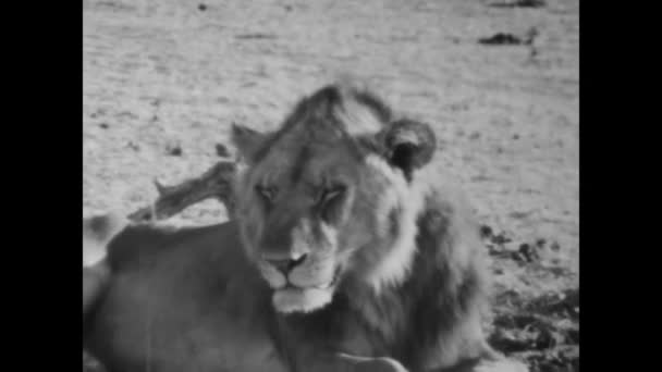 Mombasa Kenia Czerwiec 1977 Zbliż Się Królewskich Lwów Kenii Tymi — Wideo stockowe