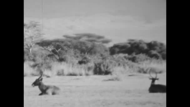ケニア モンバサ1977年6月 1960年代の黒と白のヴィンテージ映像の中で ケニアのガゼルの美しさと優雅さを目撃 — ストック動画