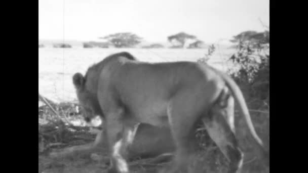Mombasa Quênia Junho 1977 Imagens Raras Leoas Deserto Queniano Capturadas — Vídeo de Stock