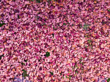 Sonbaharın güzel ve canlı renklerinde dökülen renkli ve dokulu yaprakların yakın plan fotoğrafı..