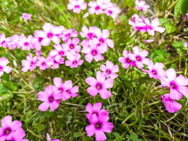 Oxalis Articulata Savigny 'nin yakın plan fotoğrafı. Yaygın olarak yonca çiçeği olarak bilinir. Baharda yeşil bir çayırda çiçek açar..