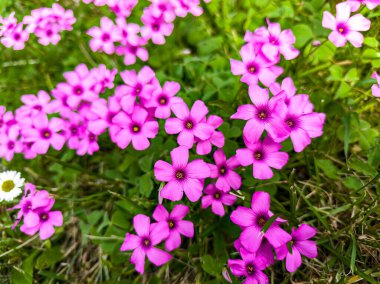 Oxalis Articulata Savigny 'nin yakın plan fotoğrafı. Yaygın olarak yonca çiçeği olarak bilinir. Baharda yeşil bir çayırda çiçek açar..