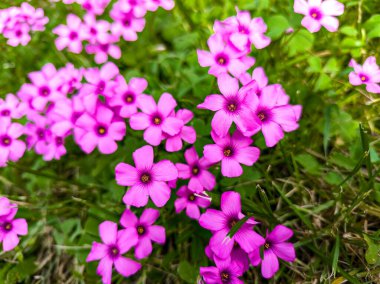 Oxalis Articulata Savigny 'nin yakın plan fotoğrafı. Yaygın olarak yonca çiçeği olarak bilinir. Baharda yeşil bir çayırda çiçek açar..