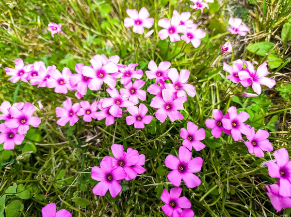 Una Foto Cerca Oxalis Articulata Savigny Comúnmente Conocida Como Flores — Foto de Stock