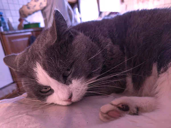 Pet Cat Tirar Uma Soneca Ambiente Acolhedor Interior Enquanto Uma — Fotografia de Stock