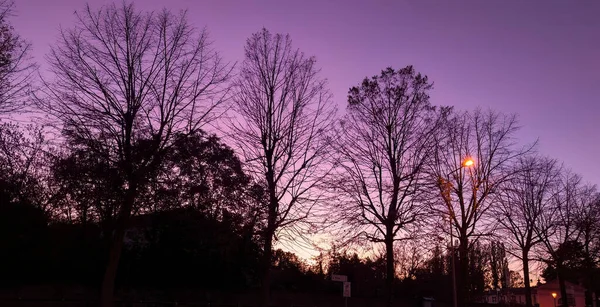 不毛の木のグループの後ろに息をのむような夕日のビデオを魅了し カラフルな空に対して見事なシルエットを作り出します — ストック写真