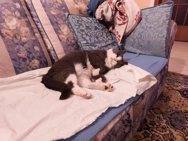 Söt Bild Ett Husdjur Kattdjur Njuter Lugn Tupplur Mysig Soffa — Stockfoto