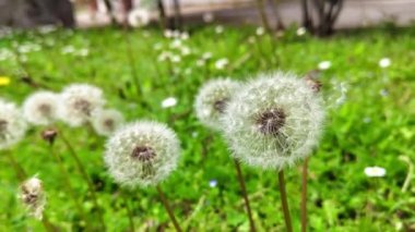Doğanın güzelliğine tanık olun. Bir sonraki yaratıcı projeniz için mükemmel bir bahar bahçesinde filizlenen bir karahindiba gibi..