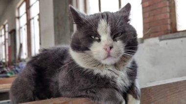 Bu sevimli kedi, sen onun tatlı yüzüne bakarken kalbini ele geçirecek ve çok tatlı salyaları akacak, hayvan severler için mükemmel..