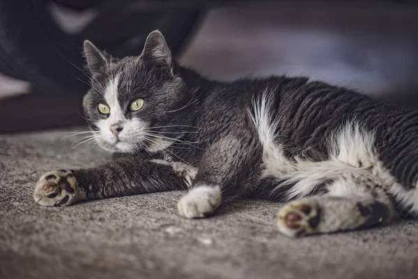 Eine Streunende Schmutzige Katze Findet Unterschlupf Und Ruhe Unter Einem — Stockfoto