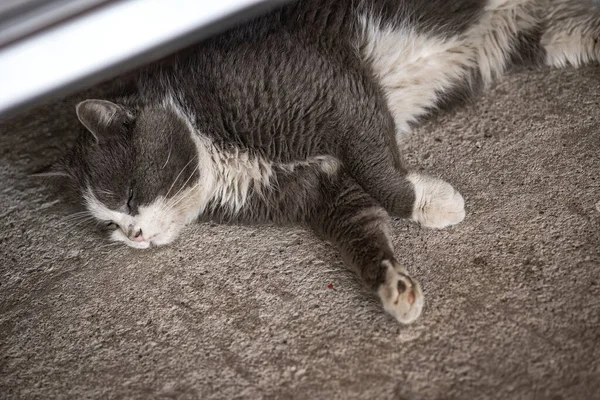 Μια Αδέσποτη Βρώμικη Γάτα Βρίσκει Καταφύγιο Και Ξεκουράζεται Κάτω Από — Φωτογραφία Αρχείου