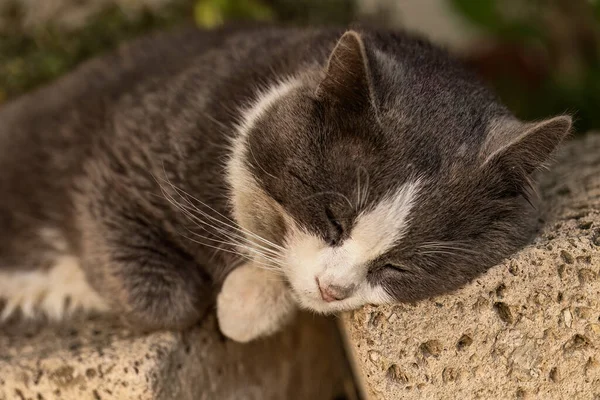 Cute Domestic Gray Cat Peacefully Resting Garden Wall Surrounded Vibrant — Stock Photo, Image