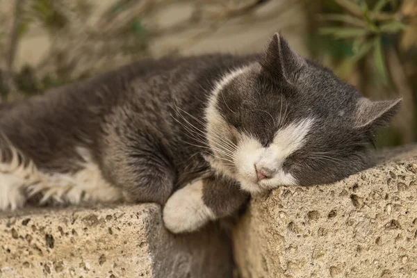 Cute Domestic Gray Cat Peacefully Resting Garden Wall Surrounded Vibrant — Stock Photo, Image