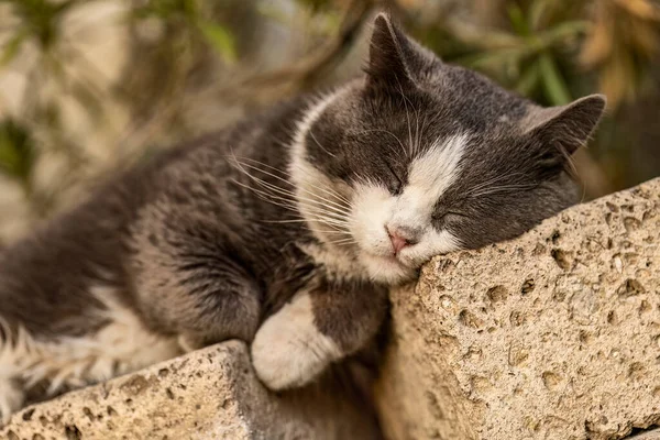 stock image A cute domestic gray cat peacefully resting on a garden wall, surrounded by the vibrant colors of blooming flowers and lush foliage