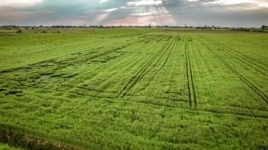 Kuzey İtalya 'da bulutlu bir gökyüzü altında canlı yeşil alanlar videosu