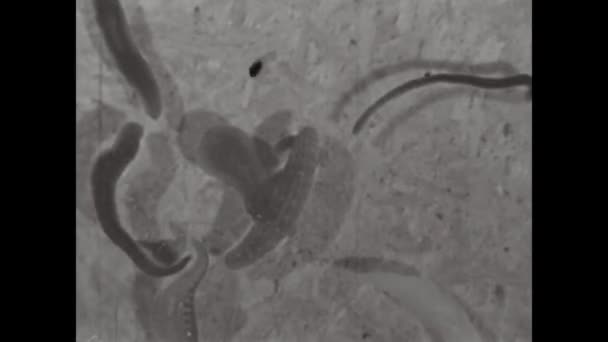 Berlim Alemanha Maio 1959 Filmagem Histórica Apresentando Exame Microscópico Detalhado — Vídeo de Stock